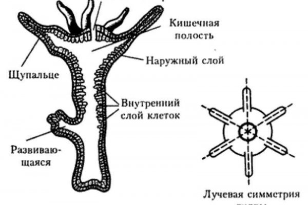 Кракен ссылка на тор