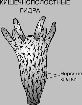 Как зайти на кракен с телефона